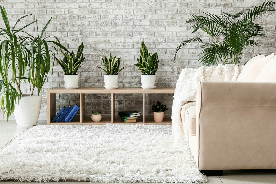 Incorporating Plants into Your Living Space