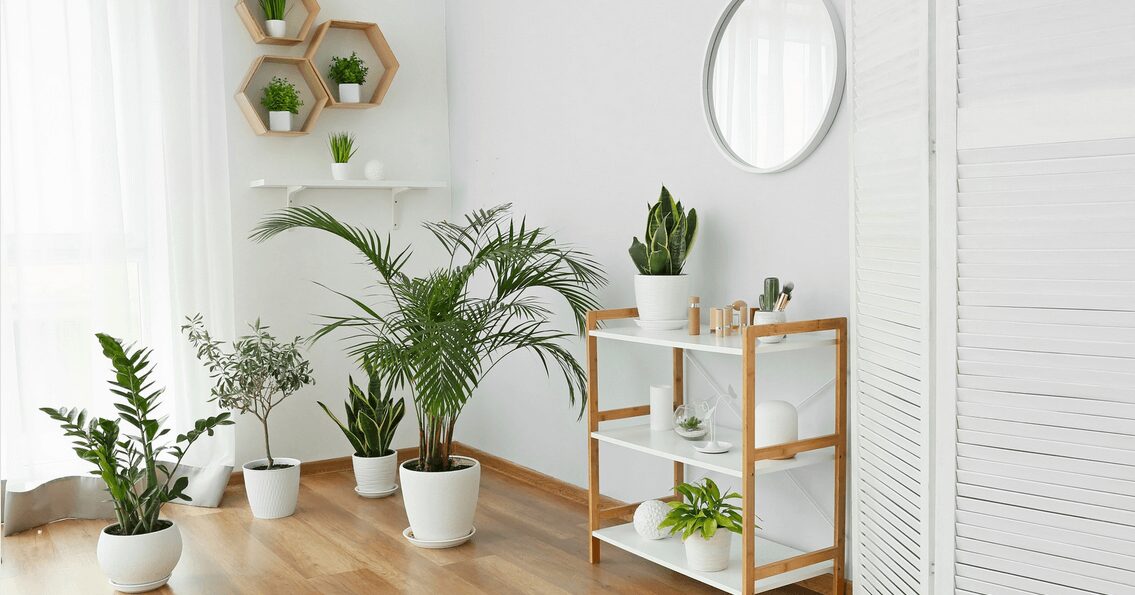 Image showcasing How to Arrange Plants In Your Living Room to Add Natural Style