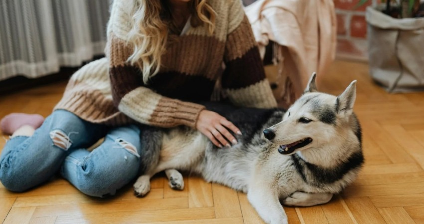 Pet-Friendly Perfection: Achieving a Happy Life with Your Companion in a Yellowknife Rental