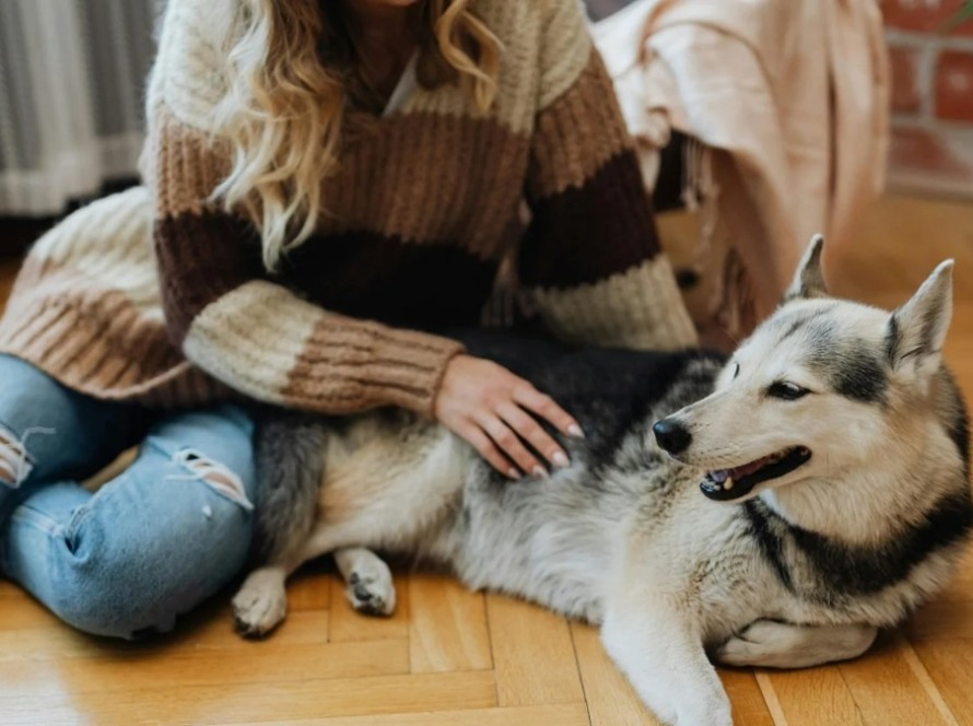 Pet-Friendly Perfection: Achieving a Happy Life with Your Companion in a Yellowknife Rental