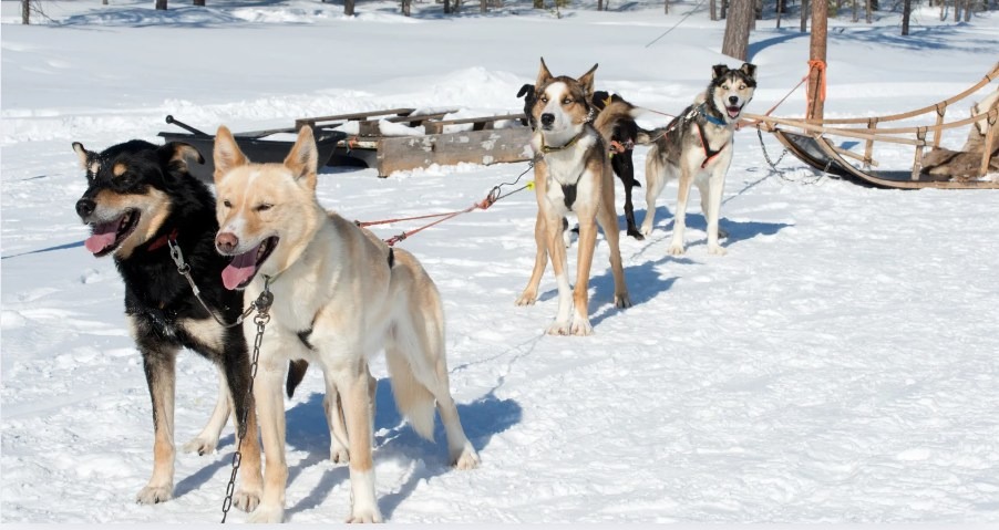 Northern Adventure: 12 Months of Day Trips from Yellowknife